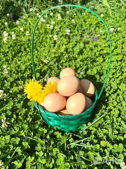 Домашние куриные яйца