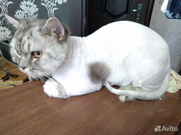 Стрижка котов и кошечек