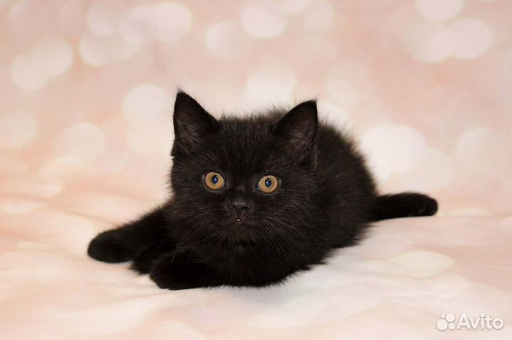 Скоттиш страйт (шотландский прямоухий котенок)