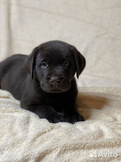 Шоколадный лабрадор коричневый