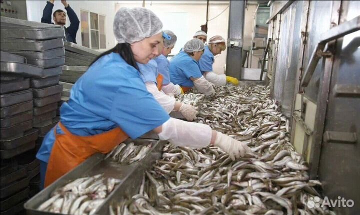 Рыбообработчик(вахтовый метод работы