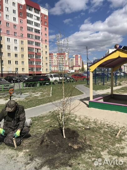 Береза пушистая