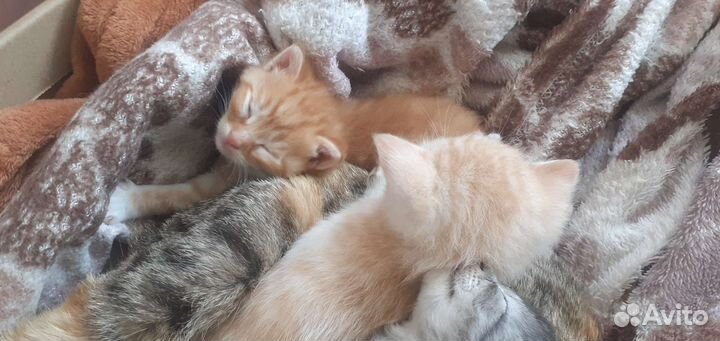 Котята в добрые руки