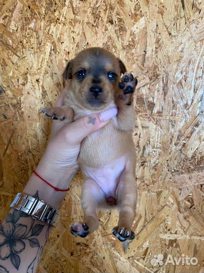 Той-терьер щенки