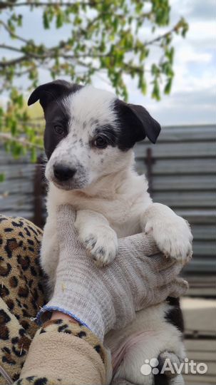 Щеночек девочка