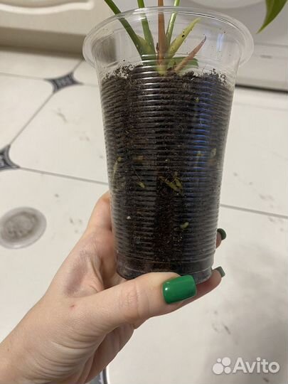 Антуриум бэби вайт