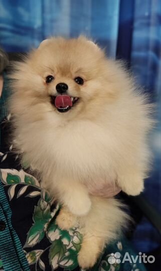 Кремовый мальчишка