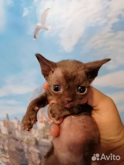 Котики девон рекс