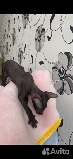 Котята петерболд сфинкс