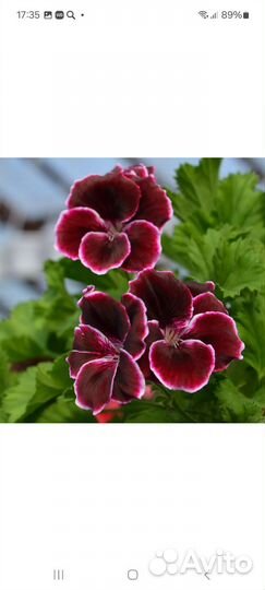 Пеларгонии сортовые