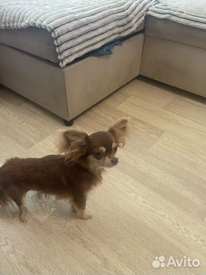 Чихуахуа Дана