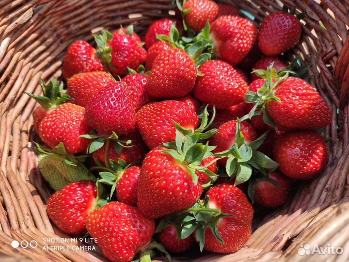 Рассада клубники