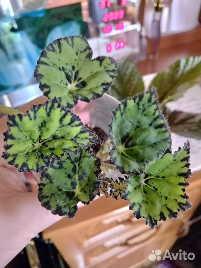 Тростниковые бегонии