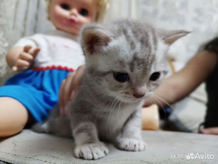 Котята