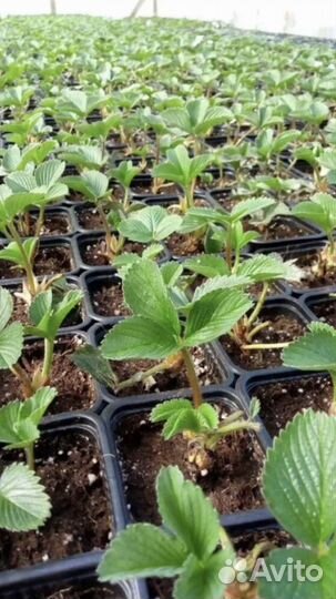 Рассада клубники Мурано