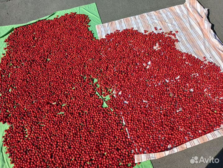 Шиповник сушеный