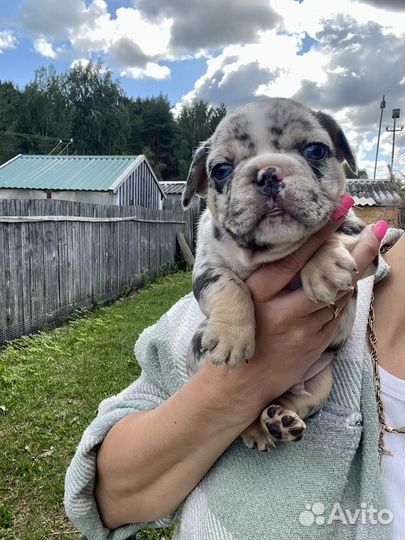 Нарядные щенки французского бульдога