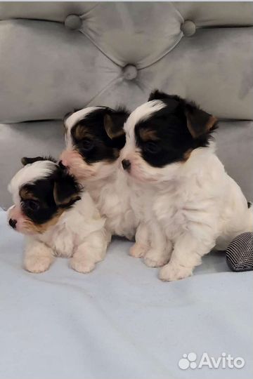 Бивер щеночки 2 мес с документами