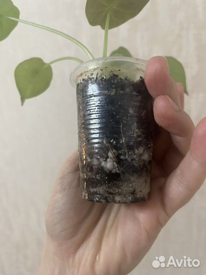 Алоказия Венти