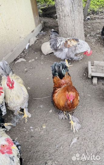 Куры домашние