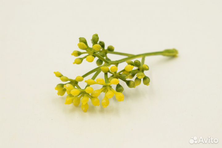 Зелень, соцветия, листы, кусты, срез, букеты, ветк