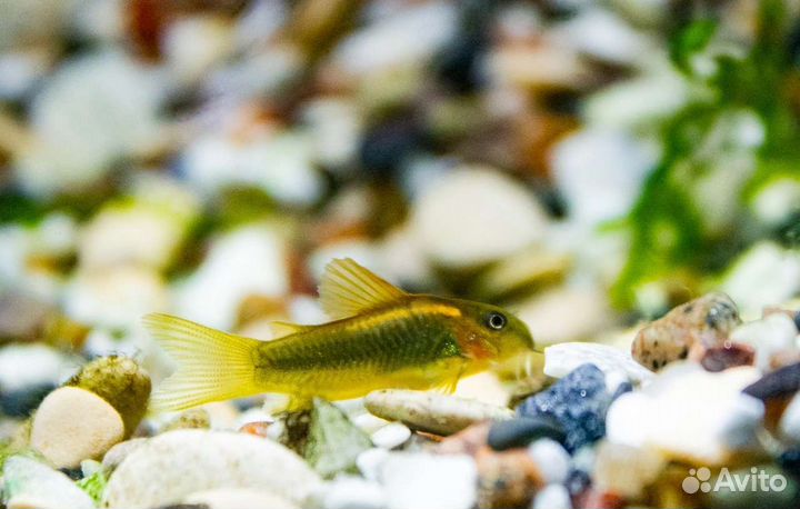 Аквариумные рыбки и растения