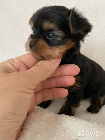 Йоркширский терьер микро мальчик