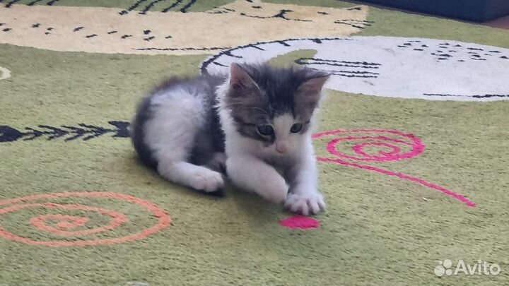 Котята в добрые руки приучены к лотку