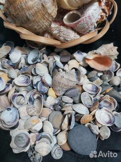 Морские ракушки раковины.Галька