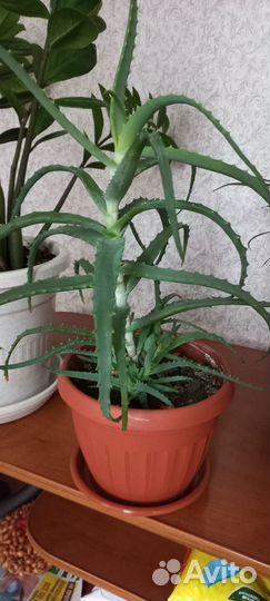 Алоэ лечебный