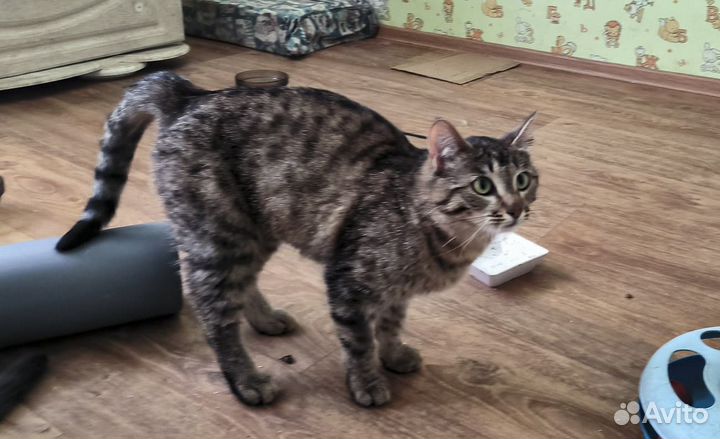 Ксана - стерильная кошка-мышеловка в хорошие руки