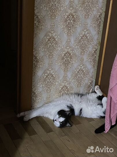 Домашняя передержка для котов/кошек