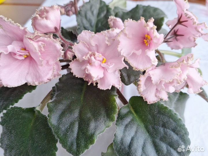 Сортовые фиалки цветущие