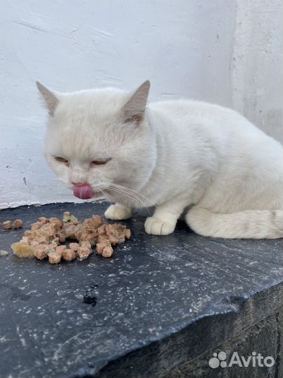 Котик в добрые руки