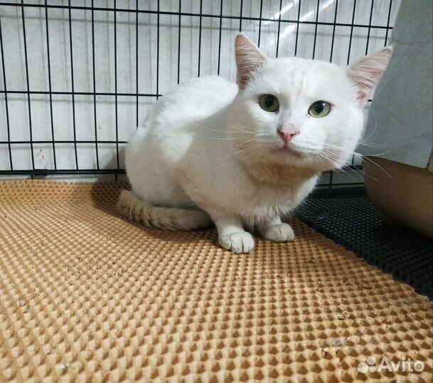 Зайку бросила хозяйка