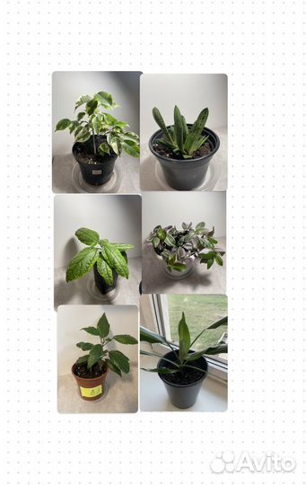 Комнатные растения