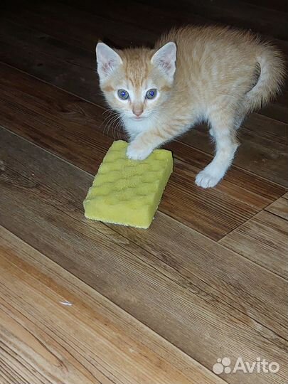 Рыжая кошечка