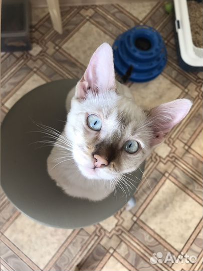 Бенгальский кот
