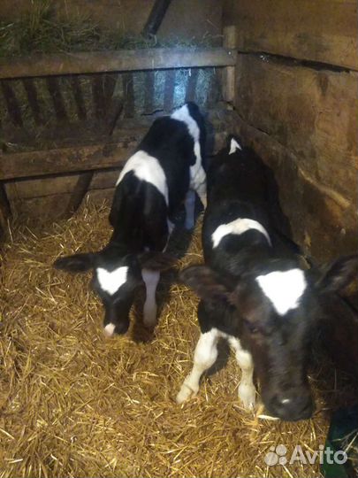 Бычки больше месяца