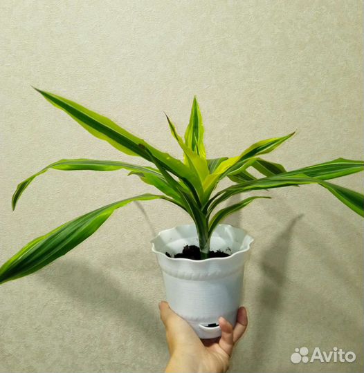 Драцена пестролистная, финик