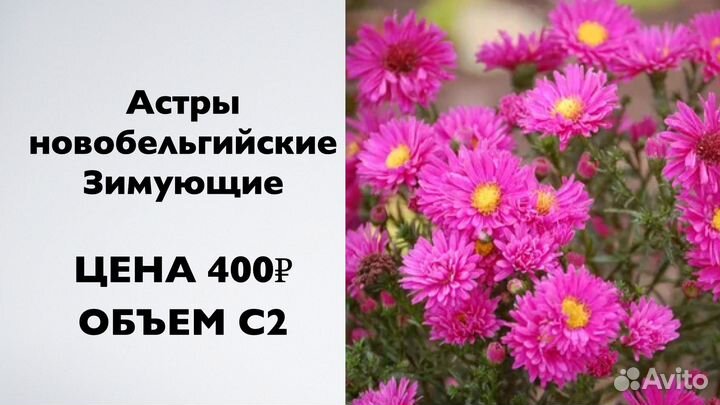 Хризантема корейская