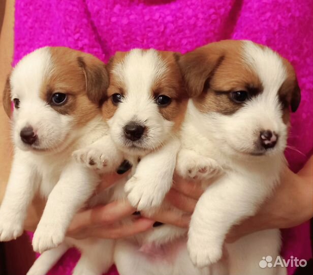 Щенки джек Рассел терьер