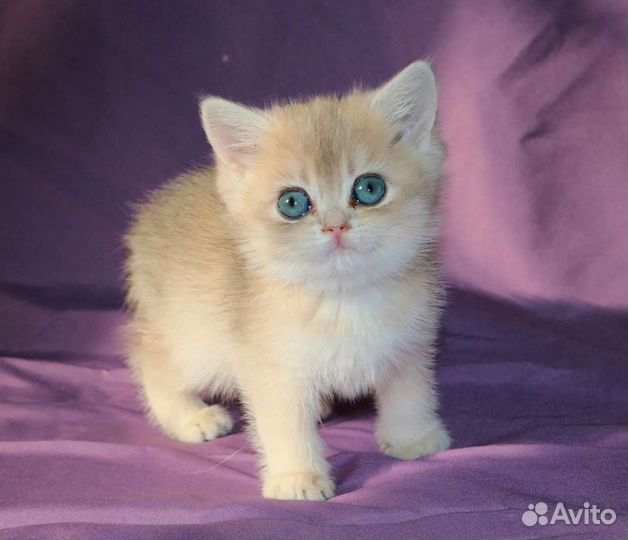 Британская шиншиллы голубое золото