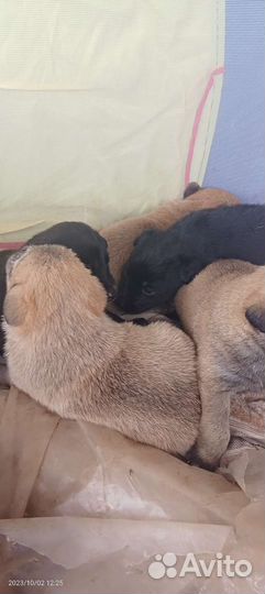 Отдам бесплатно