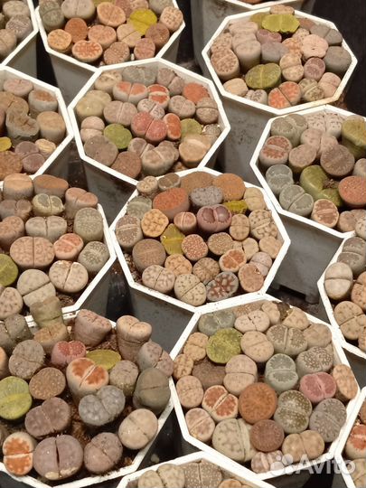 Литопсы (живые камни) 7/7 см. Горшок