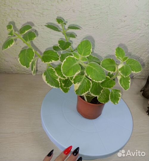 Комнатная мята