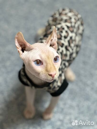 Передержка кошек грызунов рептилий Груминг