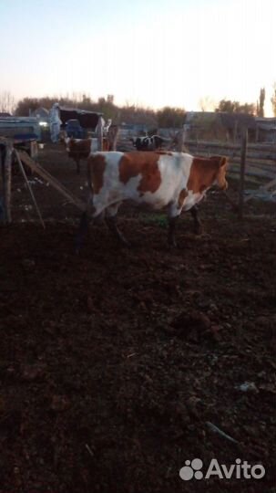 Телка стельная