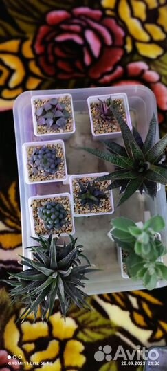 Суккуленты набор