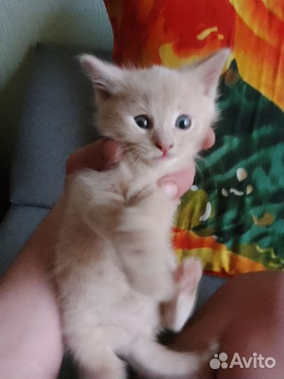 Отдам кота в добрые руки